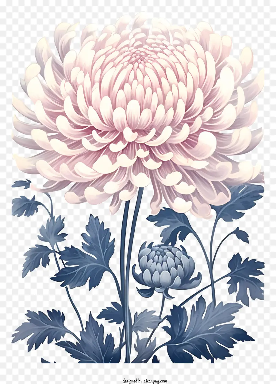 Chrysanthemum Blume Begräbnisblüten rosa Chrysanthemen weiß und rosa Chrysanthemen detaillierte Blumenzeichnung - Detaillierte Zeichnung von rosa Chrysanthemen auf blauem Hintergrund