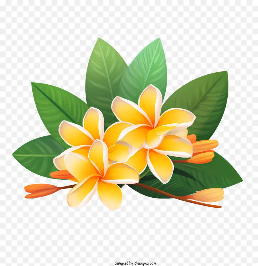 Frangipani Flower