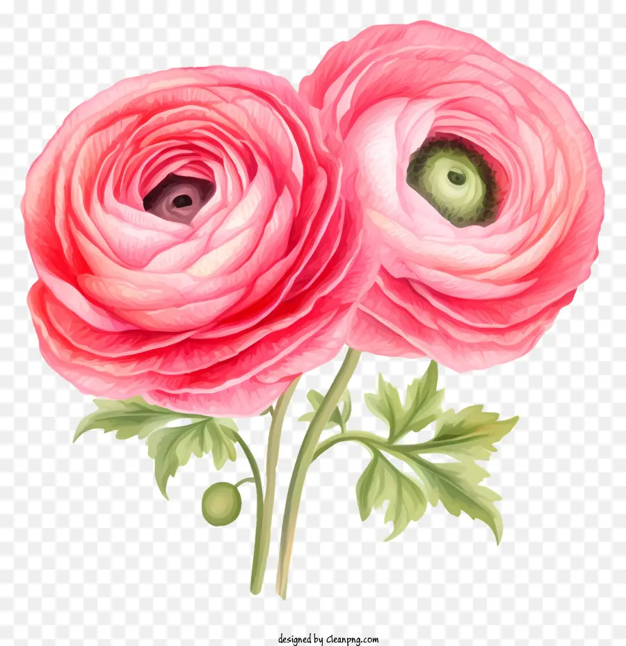 Florale Schönheit - Zwei rosa Mohnblumen auf schwarzem Hintergrund, schön und lebendig