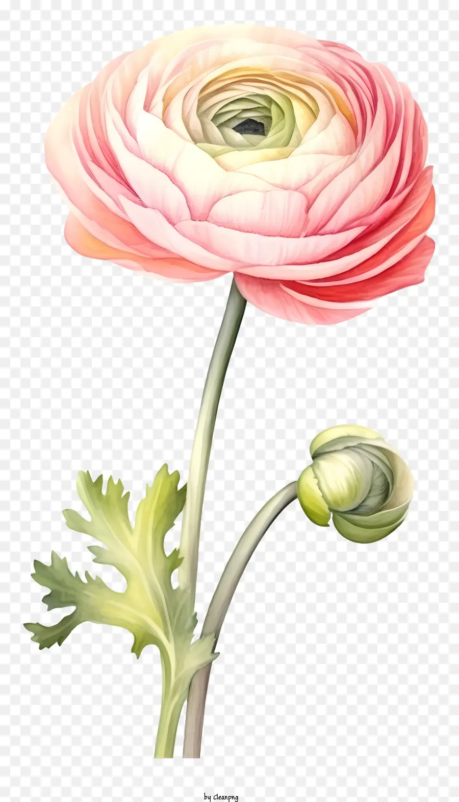 stame di fiori di anemone rosa e petali arricciati di pistillo fiorino la pianta verde a foglia verde - Immagine del fiore di anemone rosa; 
manca di dettagli e sfondo