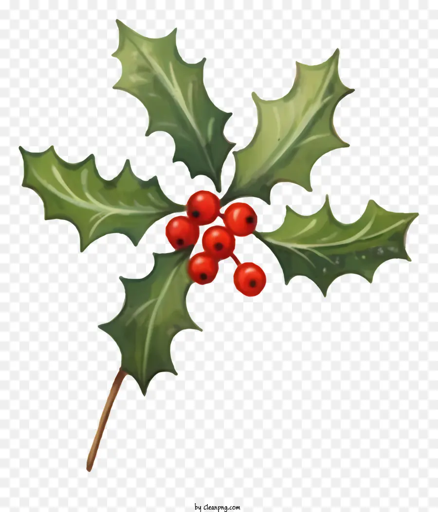 agrifoglio - Primo piano di alta qualità di Christmas Holly Leaf con bacche rosse