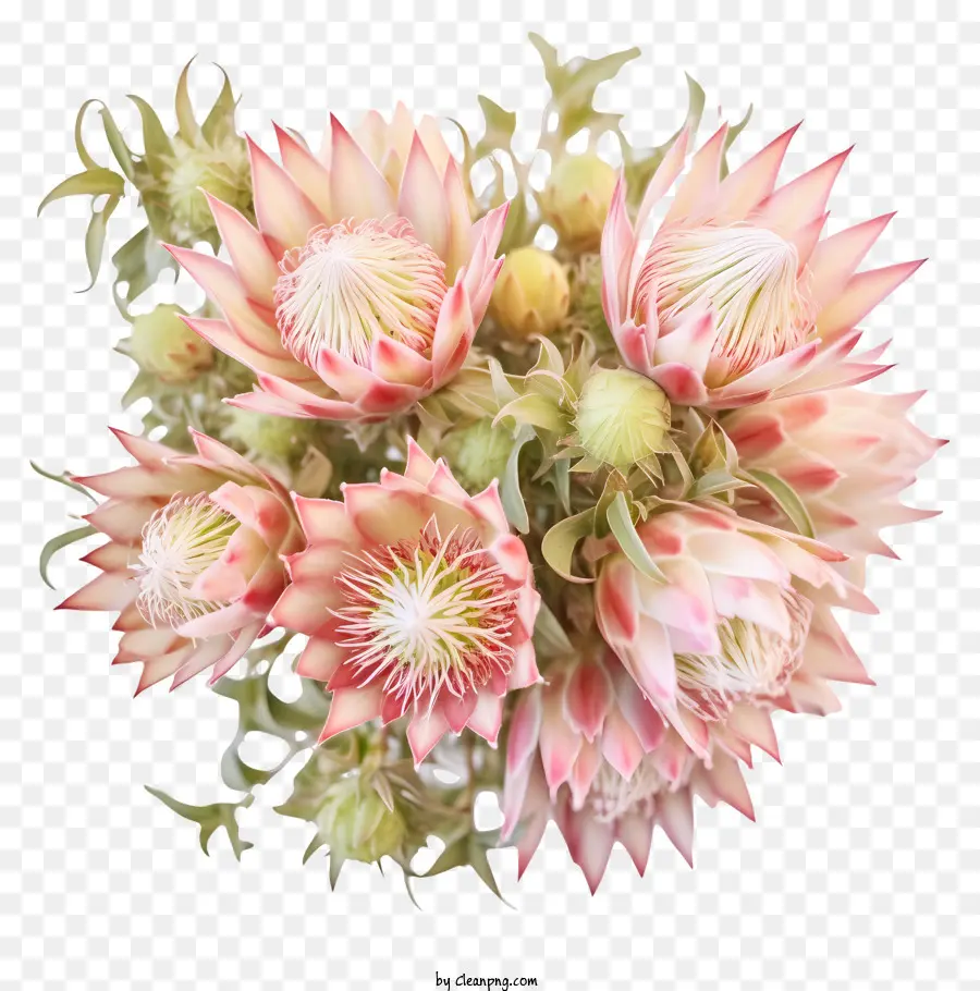 weißen hintergrund - Nahaufsicht der rosa und weißen Proteas