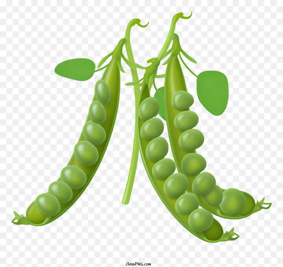 Pea Green Pea vỏ đậu Hà Lan Pea Green - Đậu xanh với bề mặt sáng bóng, thiếu từ pod