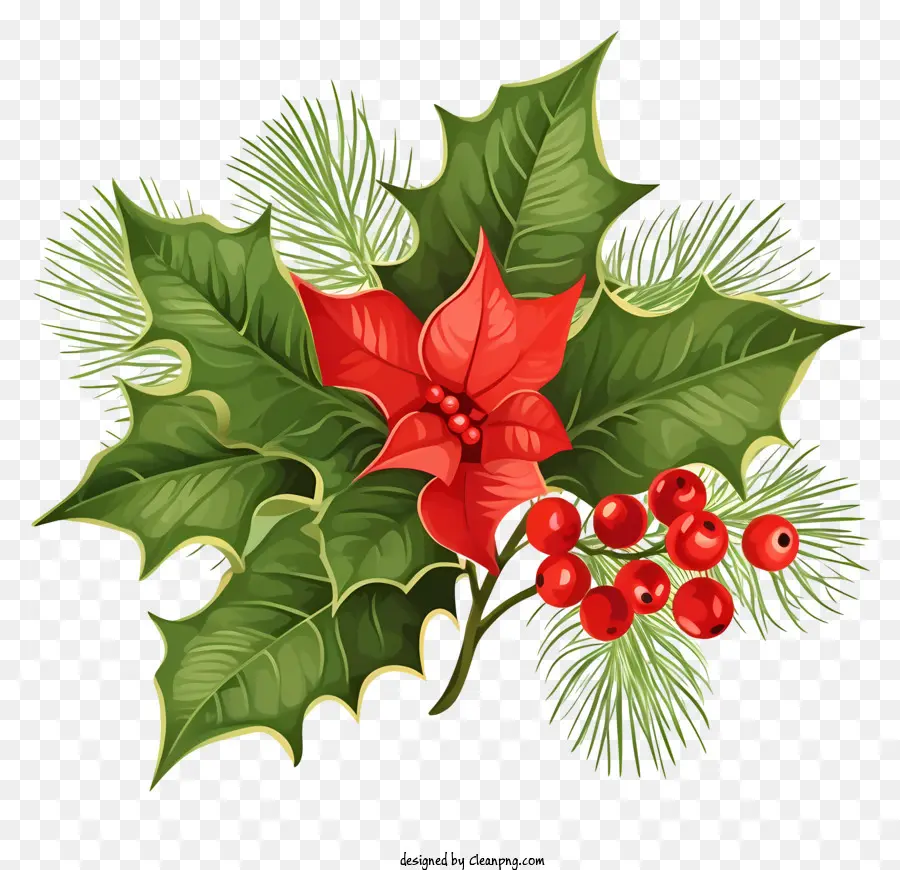 Poinsettia di Natale Red and Green Poinsettia Pinecone su berri rosse di stelle di stelle di stelle di piinsettia nere sfondo immagine - Simpuca Poinsettia rossa e verde su sfondo nero