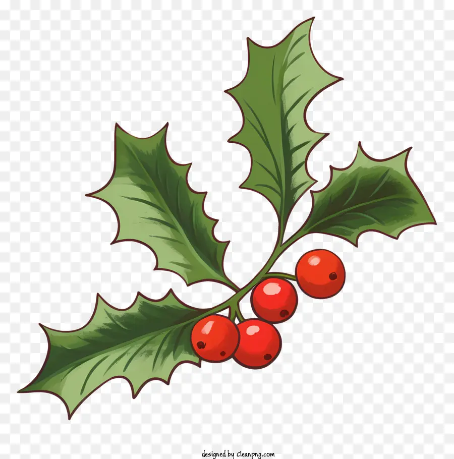 holly plants red berries holly plant care holly plant varieties holly plant identification