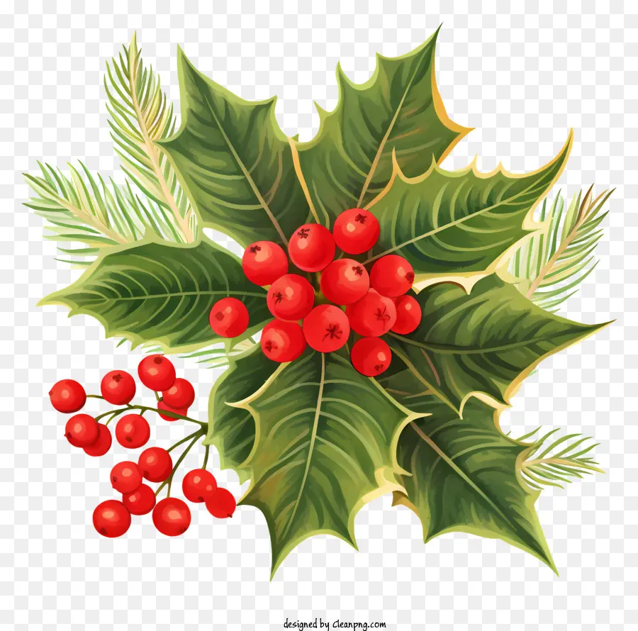 Biểu tượng Giáng sinh - Red Holly Berry với thân cây xanh và lá