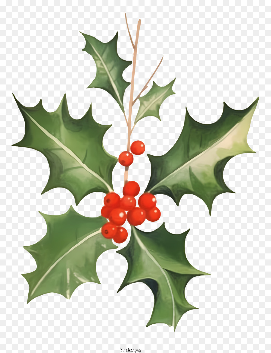 Realistic red holly berry surrounded by leaves png download - 2952*3732 -  Free Transparent Red Holly Berry png Download. - CleanPNG / KissPNG