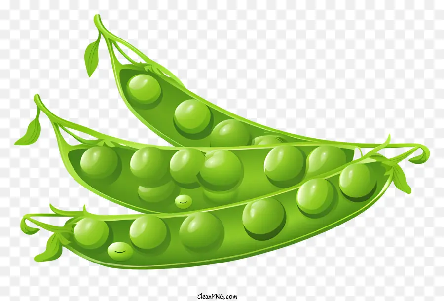 Grüne Erbsen organische Erbsen frisch gepflückte Erbsen Erbsen an pflanzenfrischen Erbsen befestigt - Frische, organische Erbsen in V -Form angeordnet
