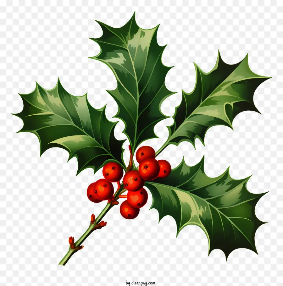 holly branch red berries shiny leaves green tinge deep red color