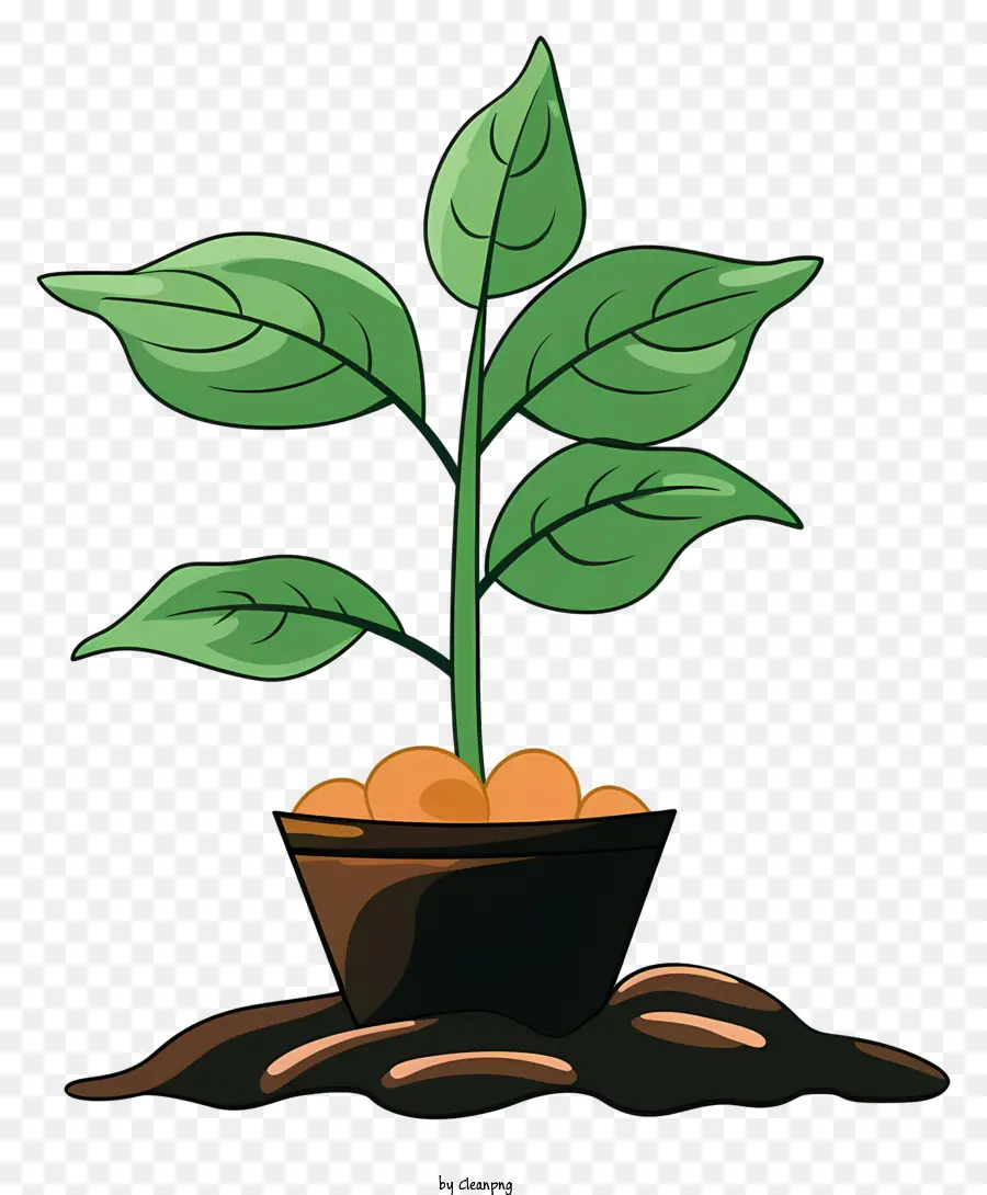 Thực vật phát triển chậu cây nhỏ lá xanh mọc cây thực vật khỏe mạnh - Cây khỏe mạnh phát triển từ nồi đất nhỏ