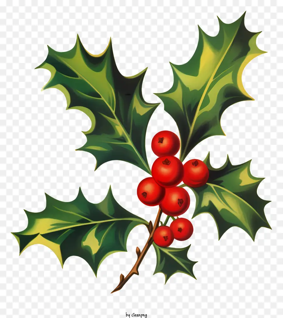 Biểu tượng Giáng sinh - Festive Holly Branch với quả mọng đỏ trên màu đen