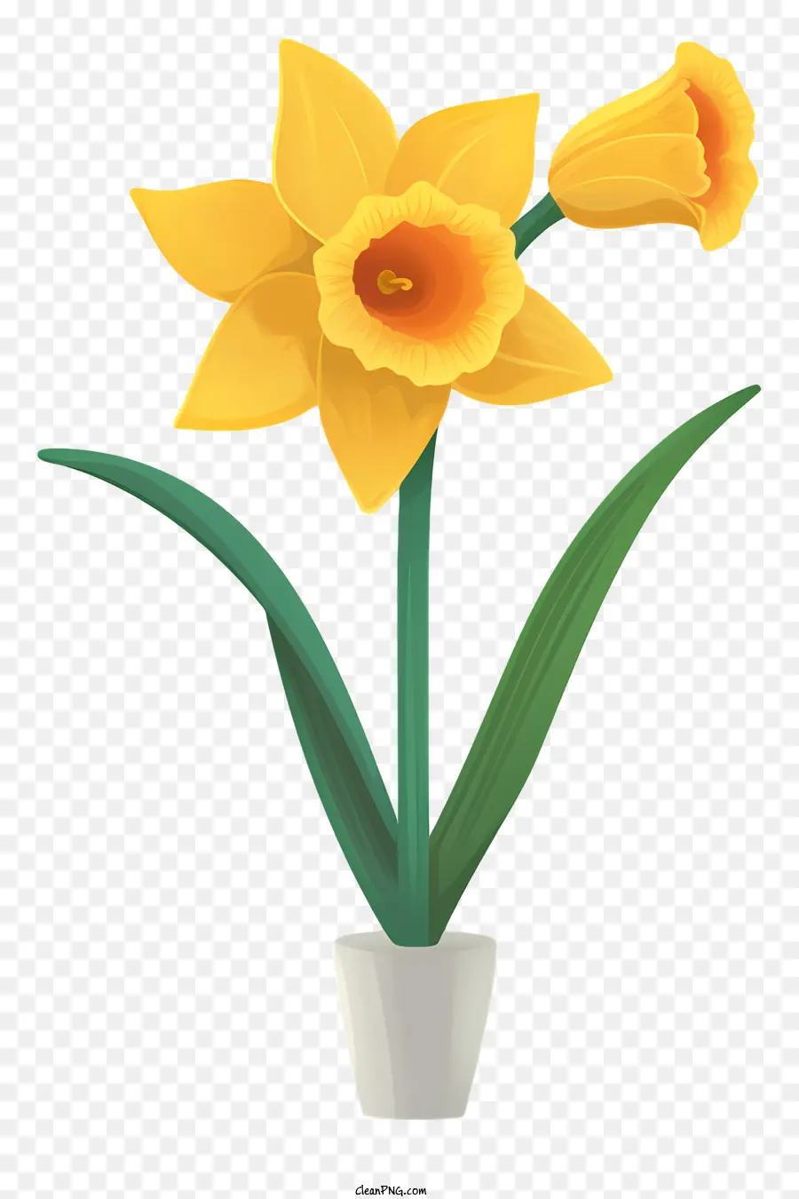 hoa màu vàng - Hoa Daffodil màu vàng trong nồi trắng trên nền đen