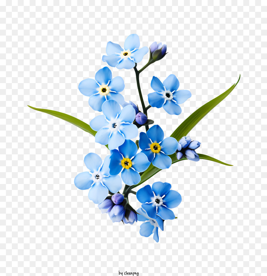 Forget Me Not Flower S Blue