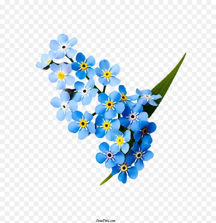 Vergiss mich nicht Blume vergessen-me-nots blaue Blumen Wildblumen Natur - 