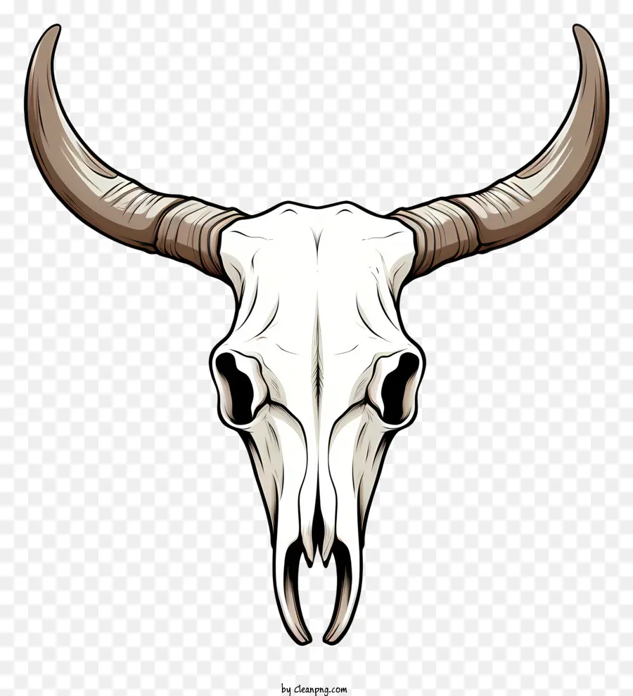 bovine skull long horns curved nose sharp teeth brown color