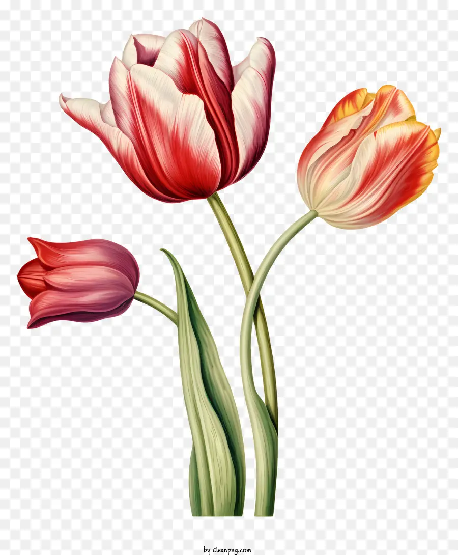 Tulpenblüten rot und rosa Tulpen symmetrische Muster stämmen und Blätter - Symmetrische Anordnung von roten und rosa Tulpen
