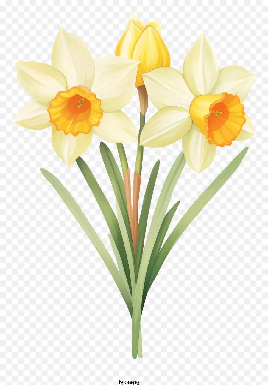 Màu vàng hoa thủy tiên bó hoa hoa thủy tiên hoa Daffodil Daffodil sắp xếp hoa màu vàng sáng - Những bó hoa thủy tiên màu vàng sống động, hiện thực được bao quanh bởi nền tối