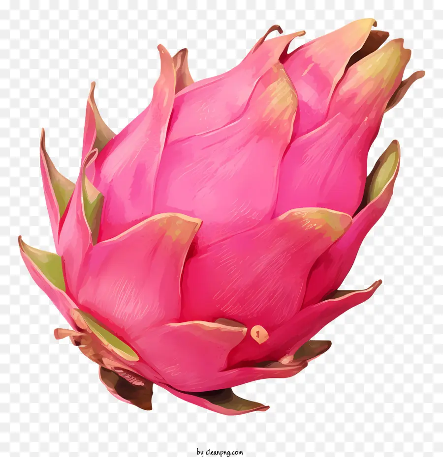 rồng trái cây pitaya màu hồng rồng trái cây nhiệt đới trái cây ngọt - Trái cây rồng hồng: nhiệt đới, ngọt, có vảy, giàu vitamin C