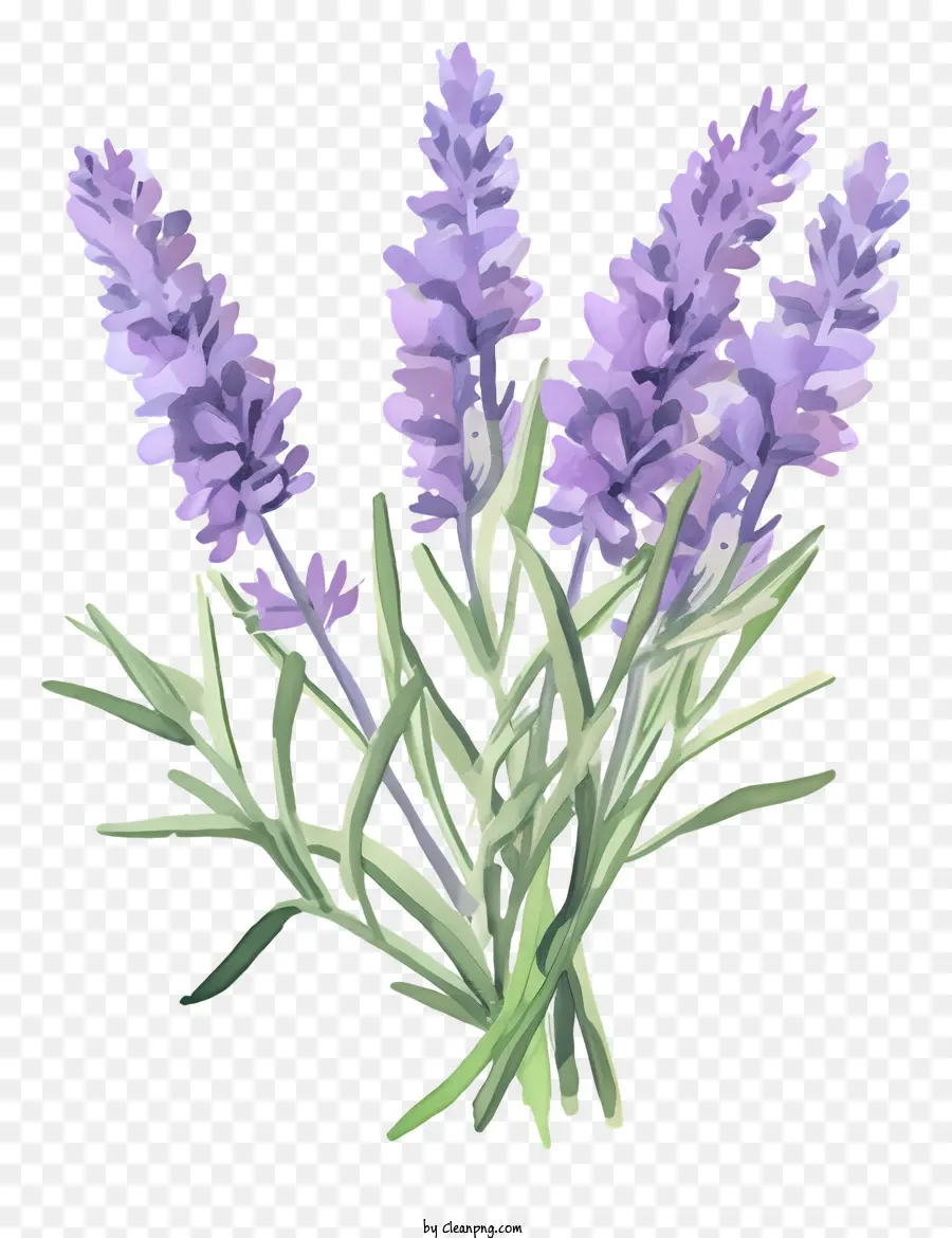 Hoa oải hương - Bó hoa oải hương với hoa màu tím và lá xanh