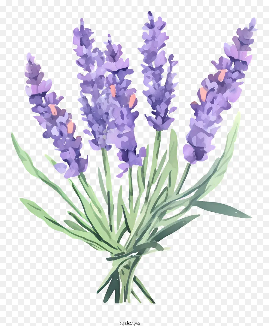 lavender bouquet purple flowers fresh lavender lavender arrangement lavender buds