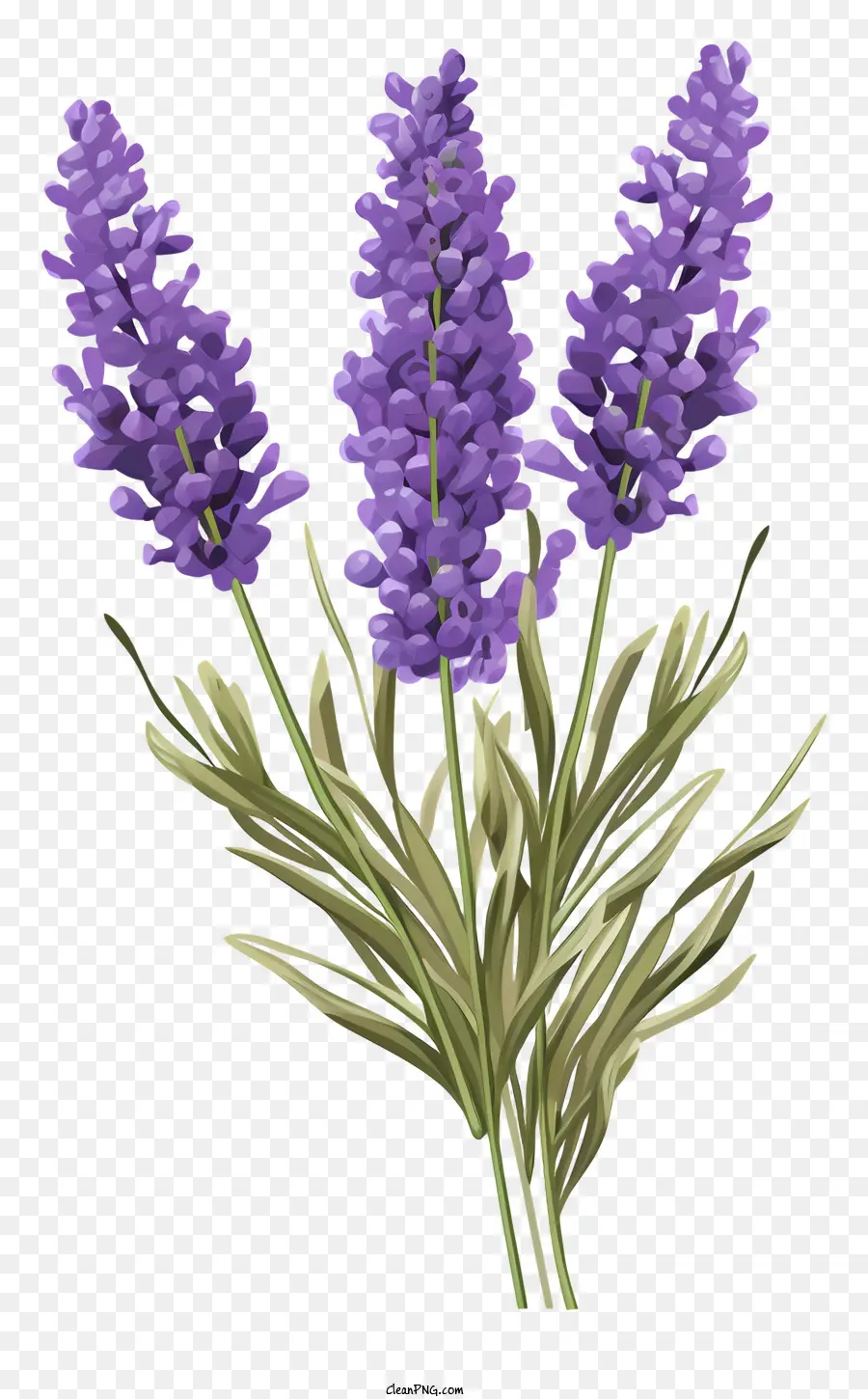 lavender flowers purple flowers bouquet petals stems