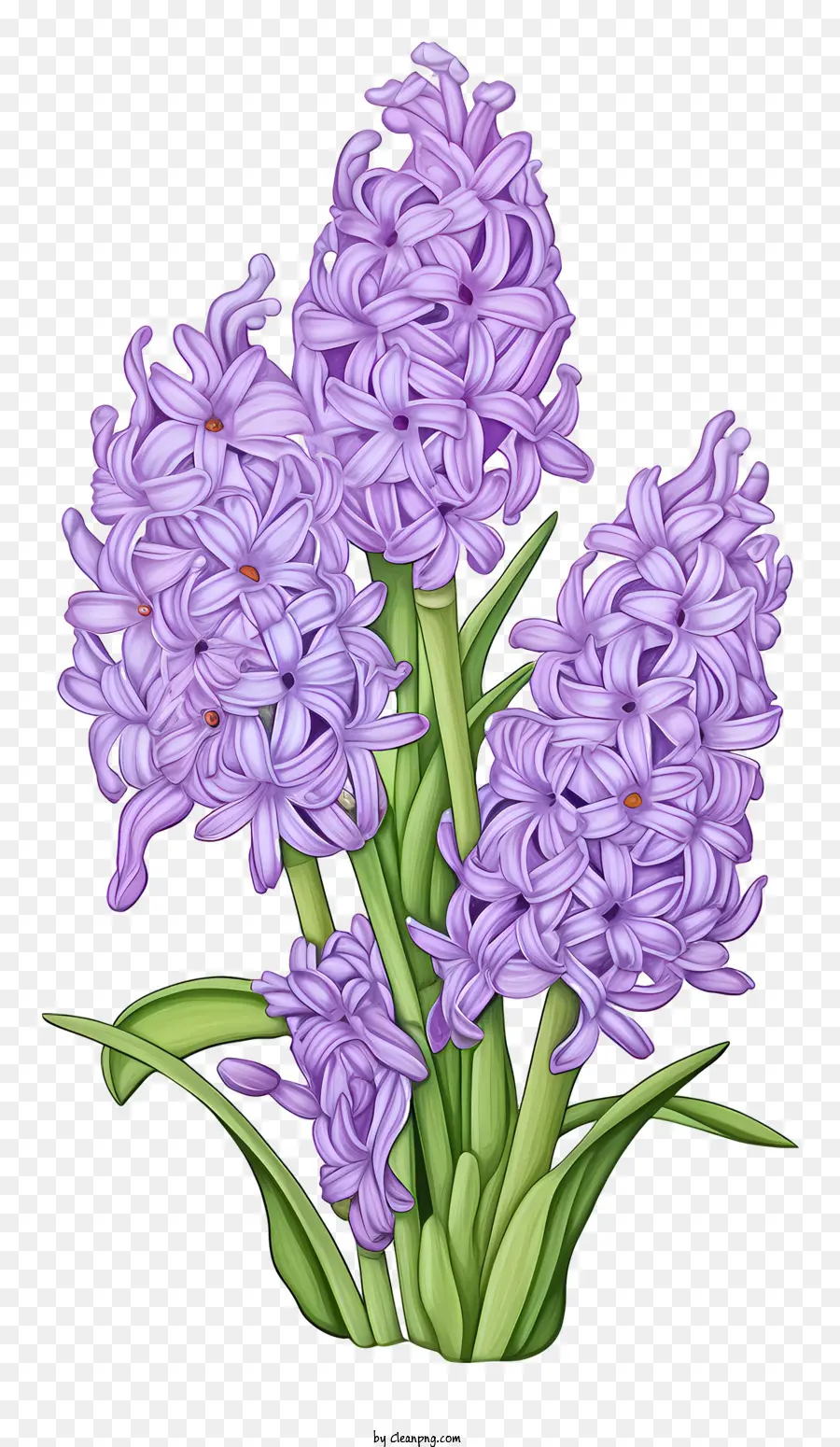 hoa dại - Đại diện cho bó hoa hychras màu tím hoang dã trên nền đen