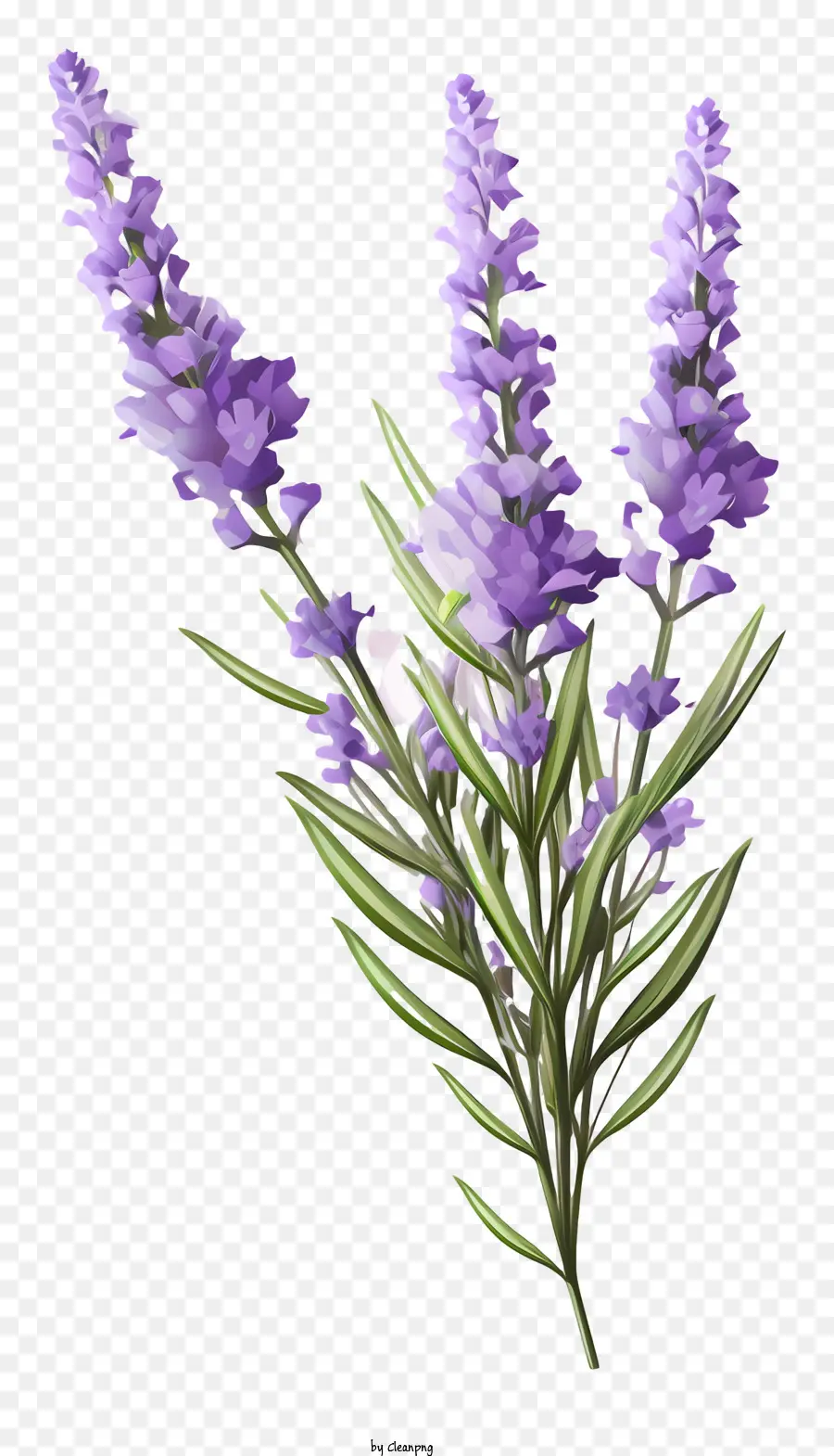 Lavendelblüten lila Blüten lange Stängel schlanke Stiele kleine grüne Blätter - Lila Lavendelblüten mit grünen Blättern, schwarzer Hintergrund
