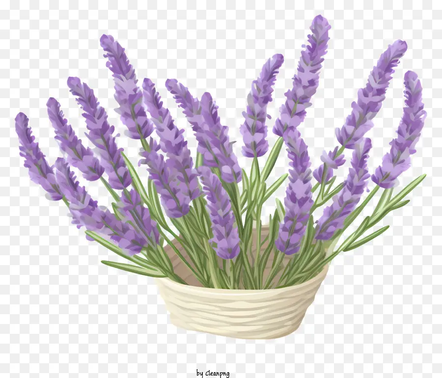 Lavendel - Korb von Lavendel auf der schwarzen Oberfläche