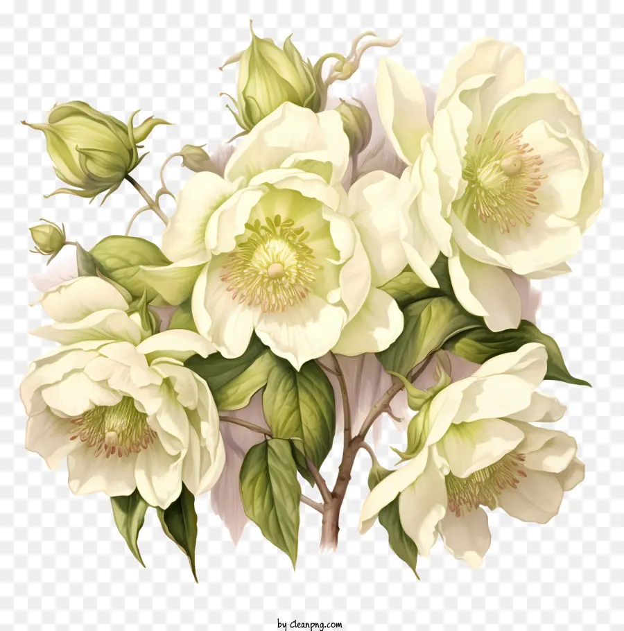 Calla Lilies Hoa trắng Bouquet Full Bloom Green lá - Tràn hoa loa kèn trắng rực rỡ trên nền đen