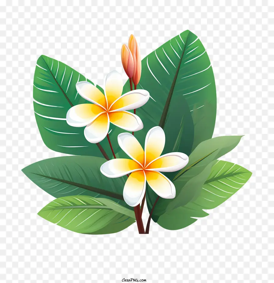 frangipani Blume - 