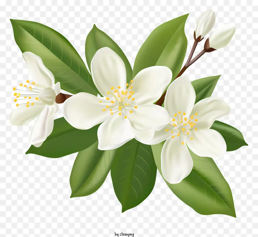 Blume Vollblüte weiße Blütenblätter grüne Blätter Staubblätter - Blume mit weißen Blütenblättern, grünen Blättern und Staubblättern
