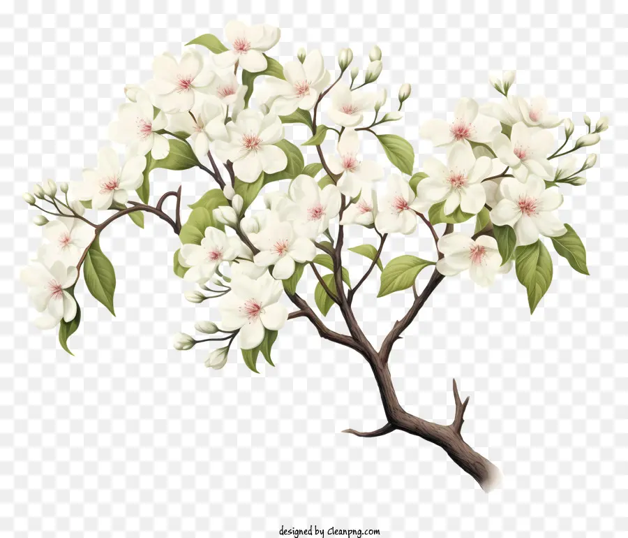 white blossoming tree white flowers green leaves black background healthy tree