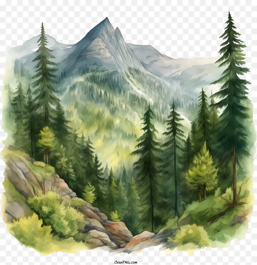 Mountain Forest Bergwaldbäume Felsen - 