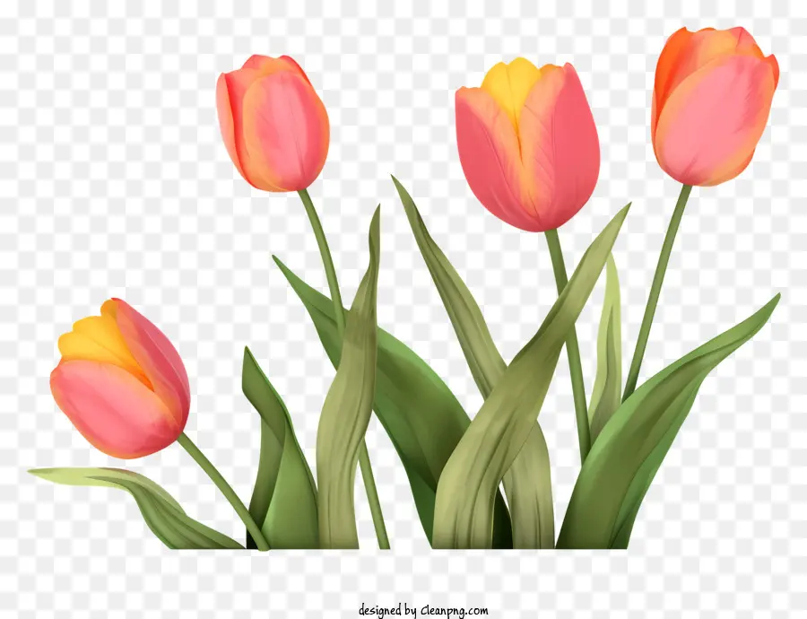 pink tulips black background yellow centers green leaves bright flowers
