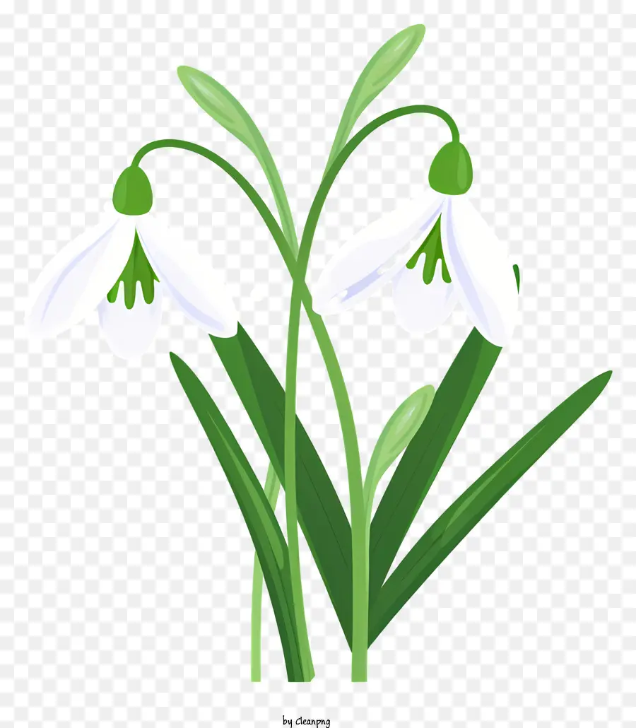 fiore bianco - Fiore bianco con foglie verdi su sfondo nero