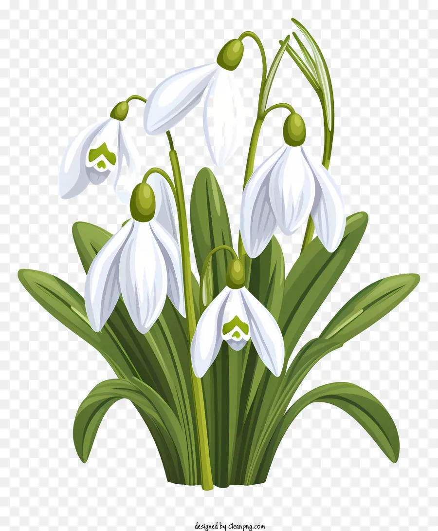 Blumengarten - Weiße Blüten mit gebogenen Blütenblättern und grünen Blättern