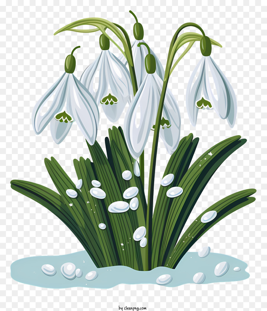 growdrati bianchi Fiori di gusto di neve fiorito fiori invernali pianta di gusto di neve - Fiori di grodo di neve in fiore che emergono da uno sfondo innevato