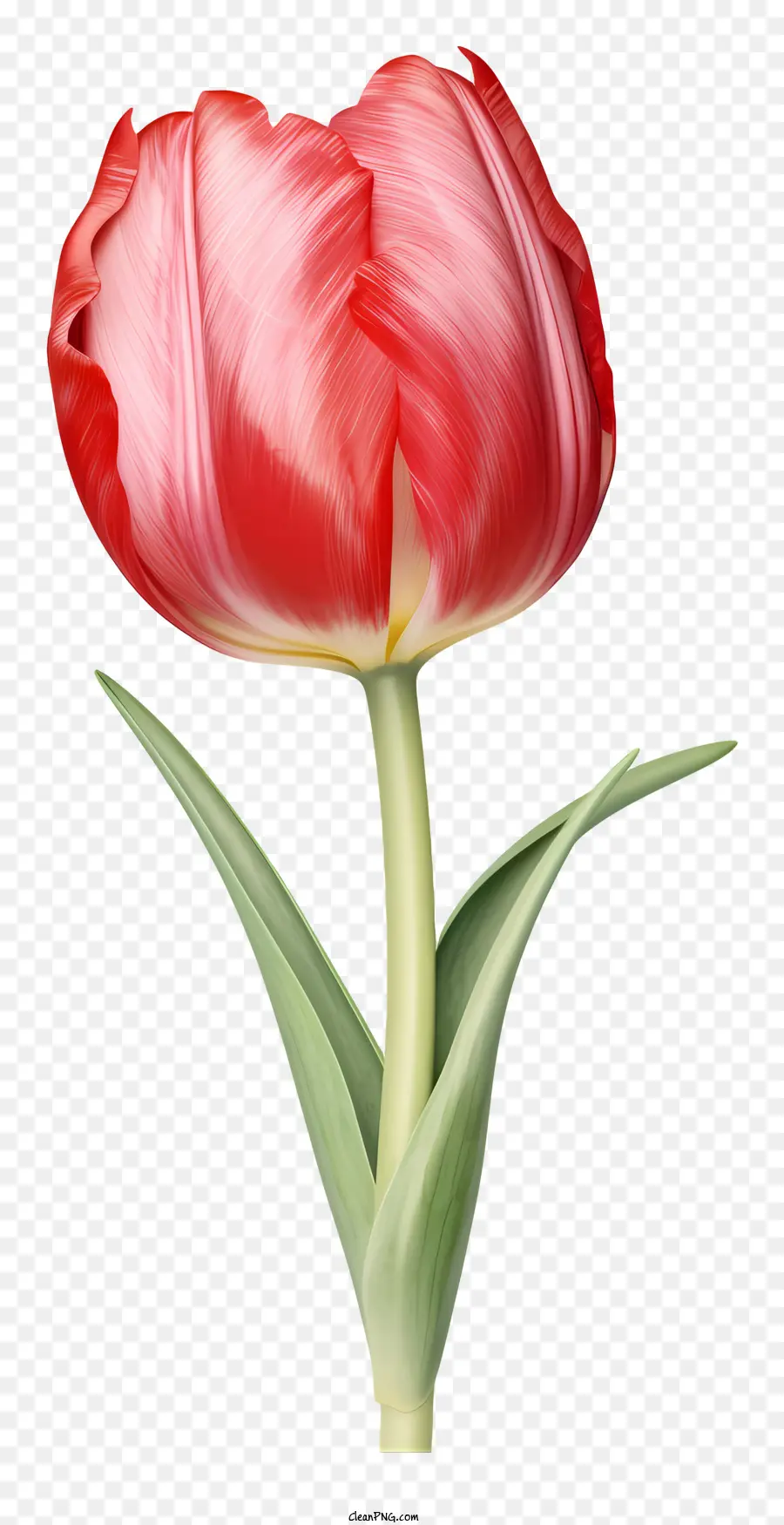 rote Blume - Realistischer roter Tulpe auf schwarzem Hintergrund mit Spread Bletals