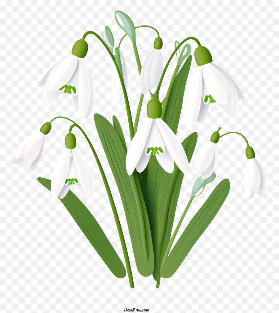 Snowdrops Hoa trắng Thân màu xanh lá cây để lại mô tả thực tế - Snowdrops trắng đối xứng trên nền đen