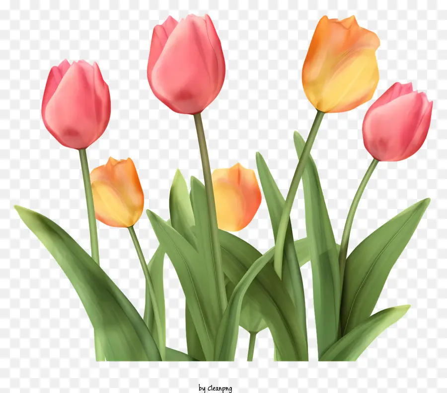 hoa sắp xếp - Hàng hoa tulip màu hồng và cam trên màu đen