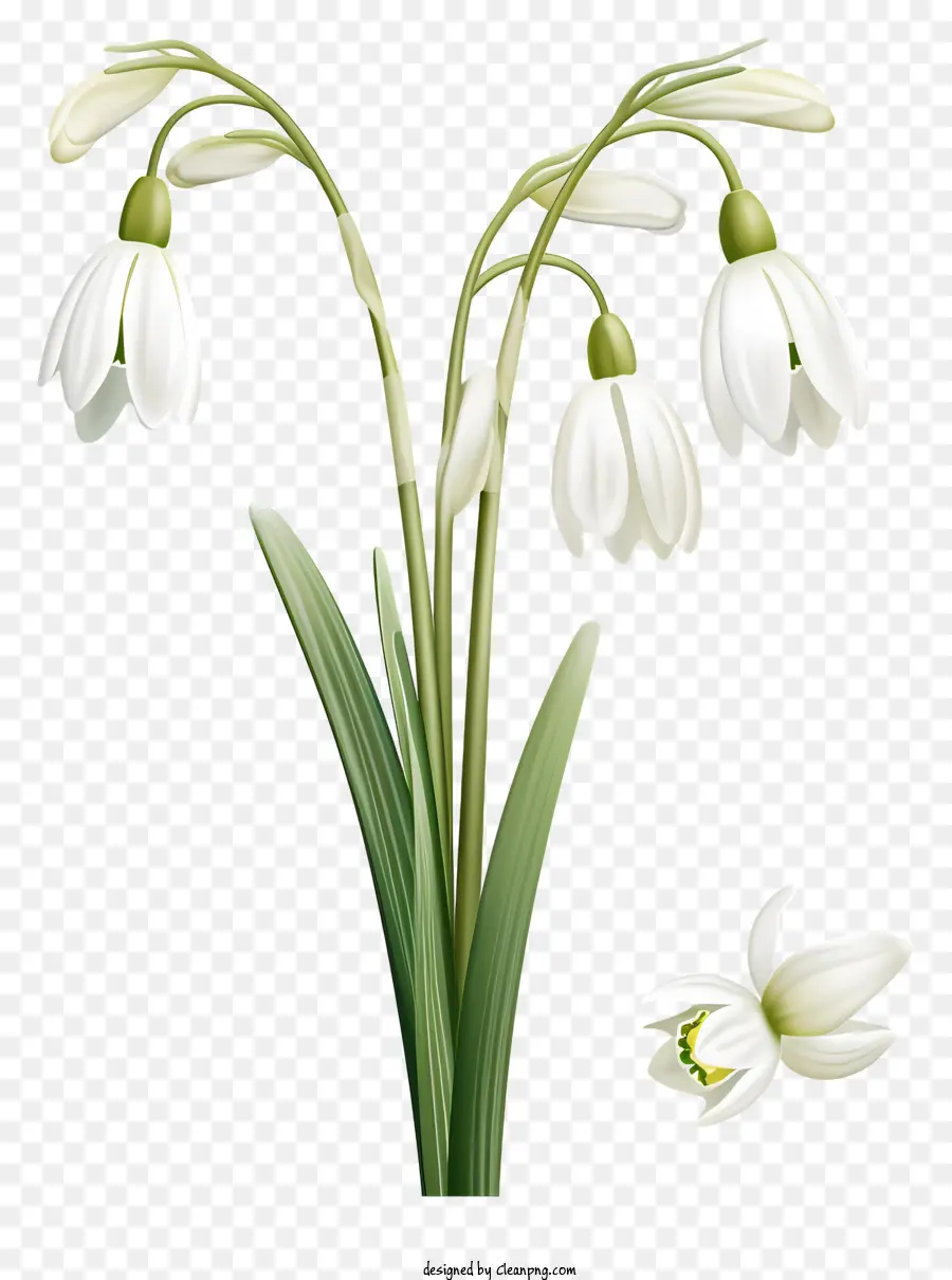 Schneeglöckchen Blume weiße Blütenblätter grüner Stammgrün Blätter schwarzer Hintergrund - Weiße Schneeglöckchenblume mit grünem Stiel auf Schwarz