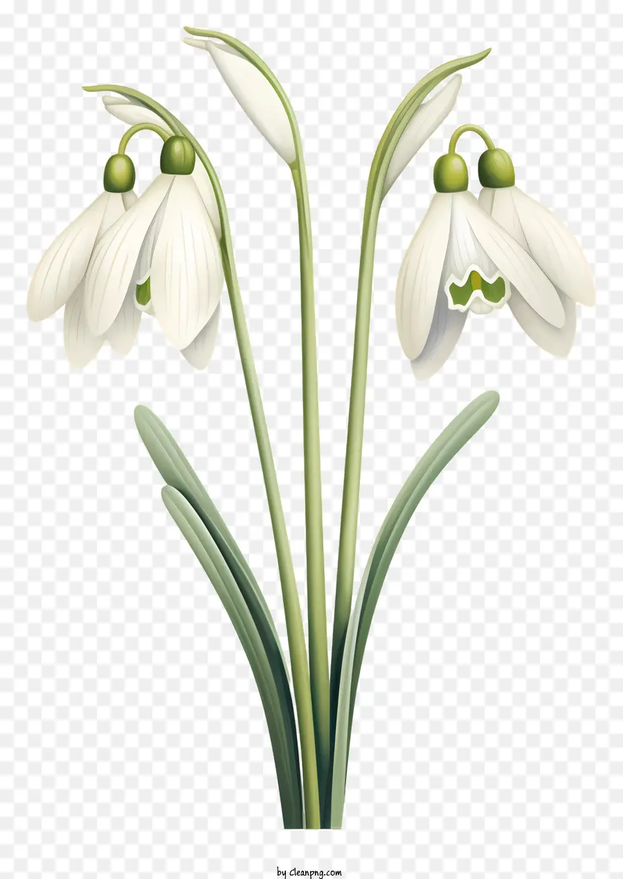 Fiori bianchi groduli di neve degli steli verdi GROPPO CROPPOGIONE Modello circolare - Tre fiori di grodo di neve bianchi in fiore con steli verdi