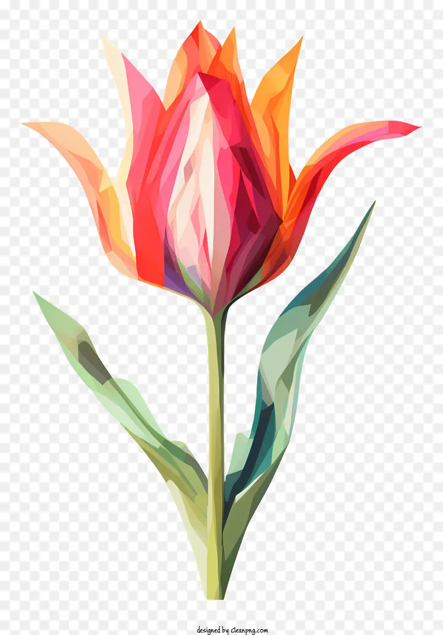 petali colorati di tulipano tulipano rosa tulipano tulipano verde - Tulipico colorato con stelo verde su sfondo nero