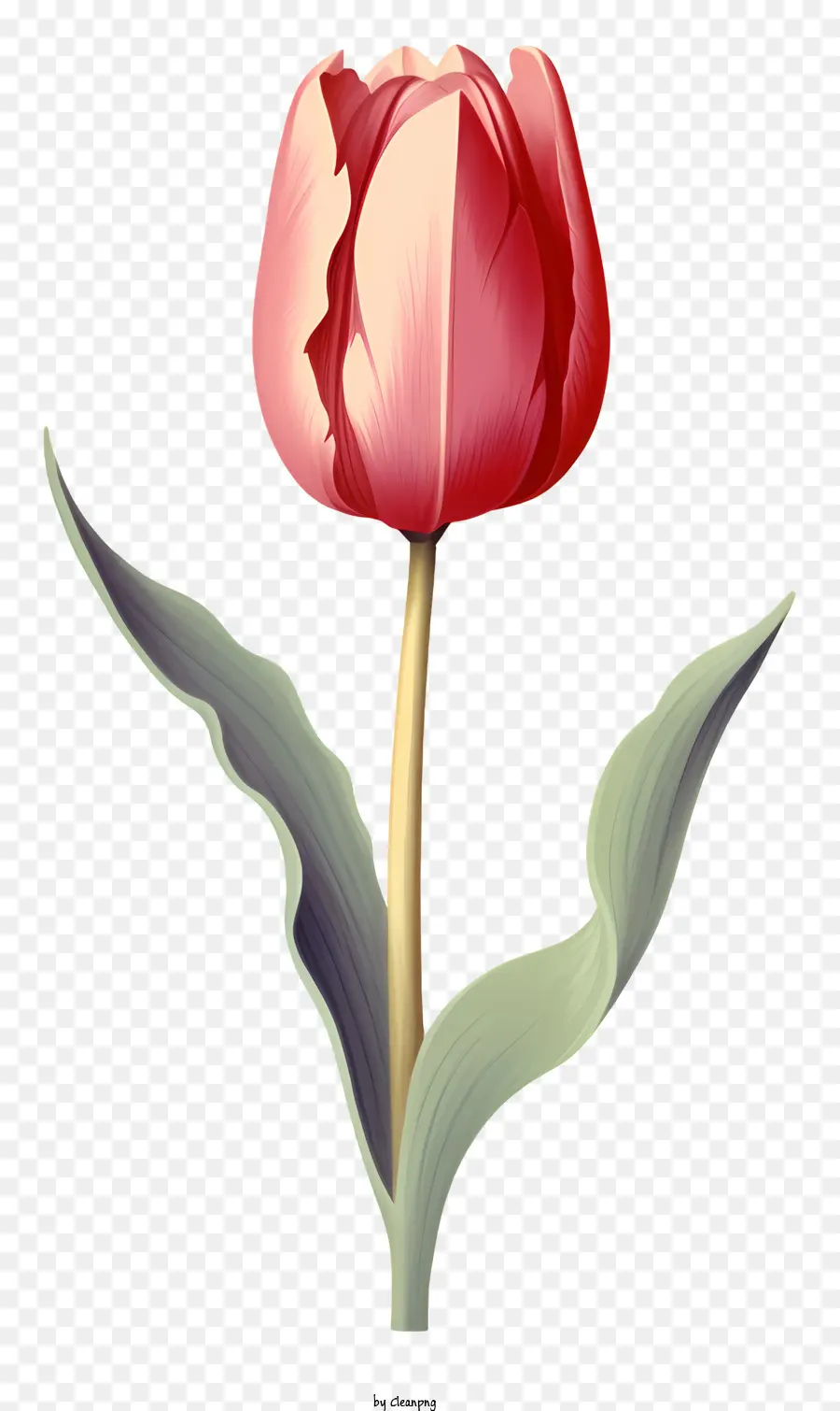 roter Tulpengrün -Stiel Dünne grüne Blätter voller Blütenblüten Blütenblätter - Red Tulpe in voller Blüte auf schwarzem Hintergrund
