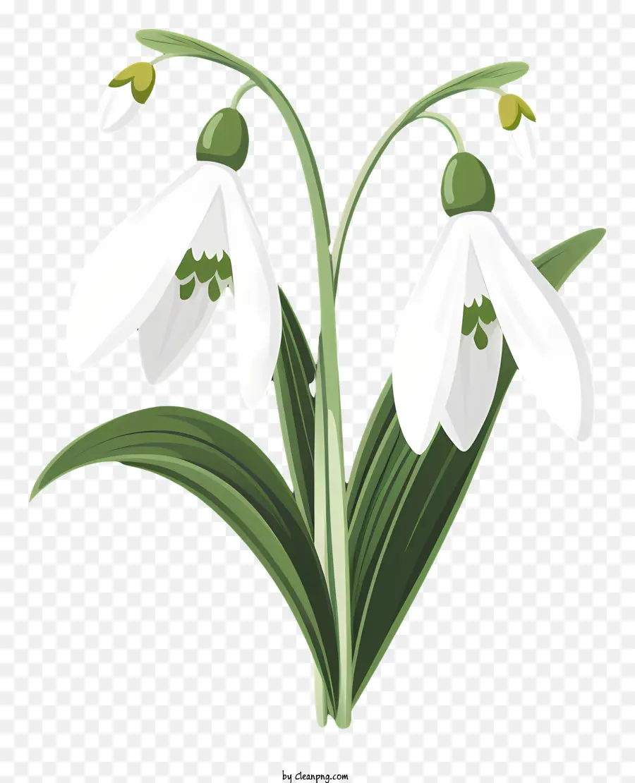 Hoa đen và trắng mở cánh hoa trên hoa lá xanh khỏe mạnh - Hình ảnh đen trắng của hai bông hoa trắng trên cánh đồng