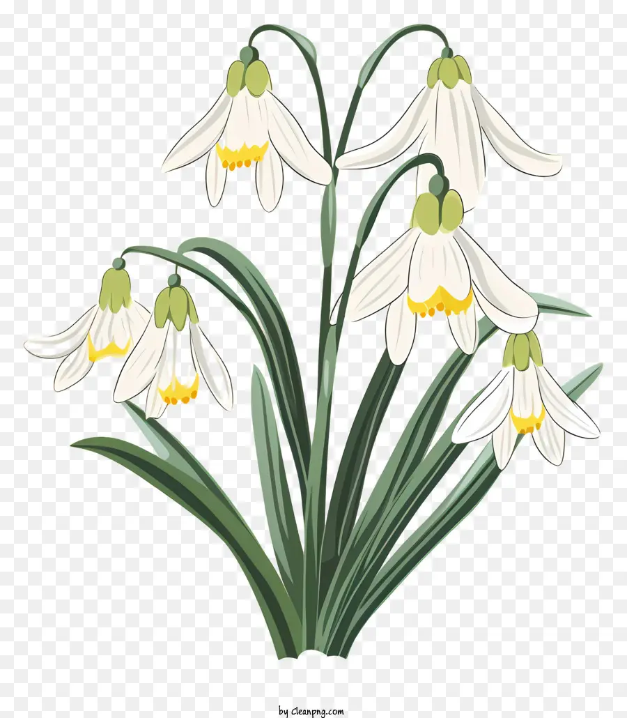 weiße Blume - Weiße Blume mit gelben Zentren und grünen Blättern