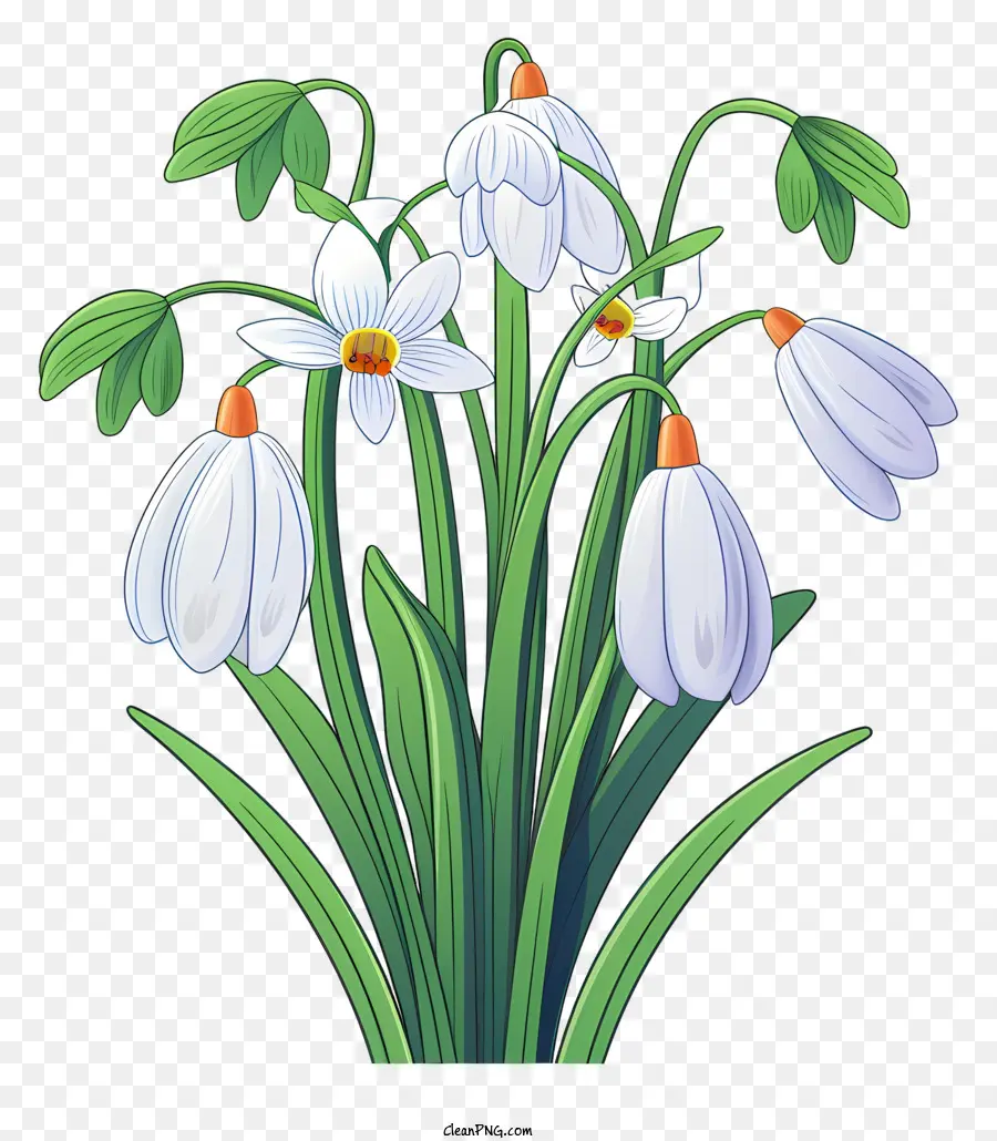 Hoa trắng lá màu xanh lá cây Snowdrops Đen Nền tươi mới - Hoa trắng, lá màu xanh lá cây trên nền đen. 
Hình ảnh mới và đơn giản với chất lượng thực tế