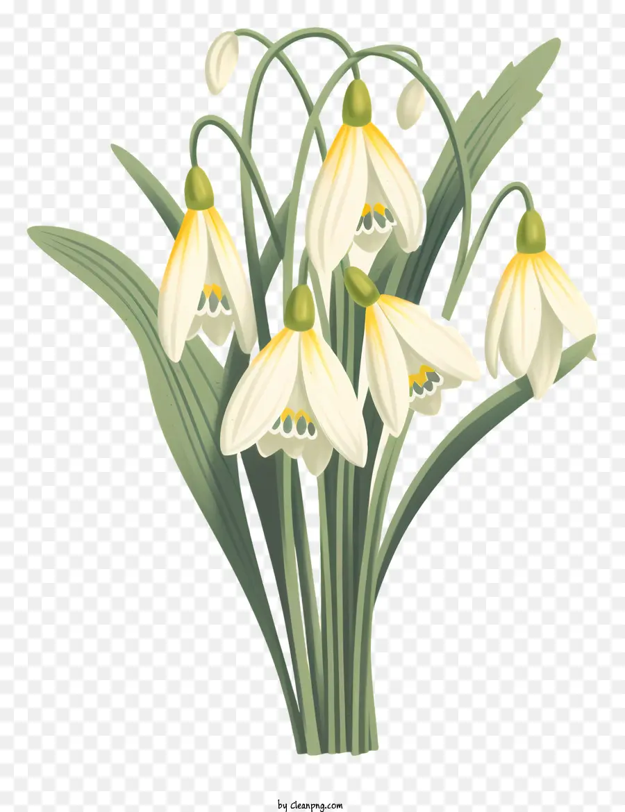 hoa mùa xuân - Snowdrops trắng được sắp xếp thành cụm trên màu đen