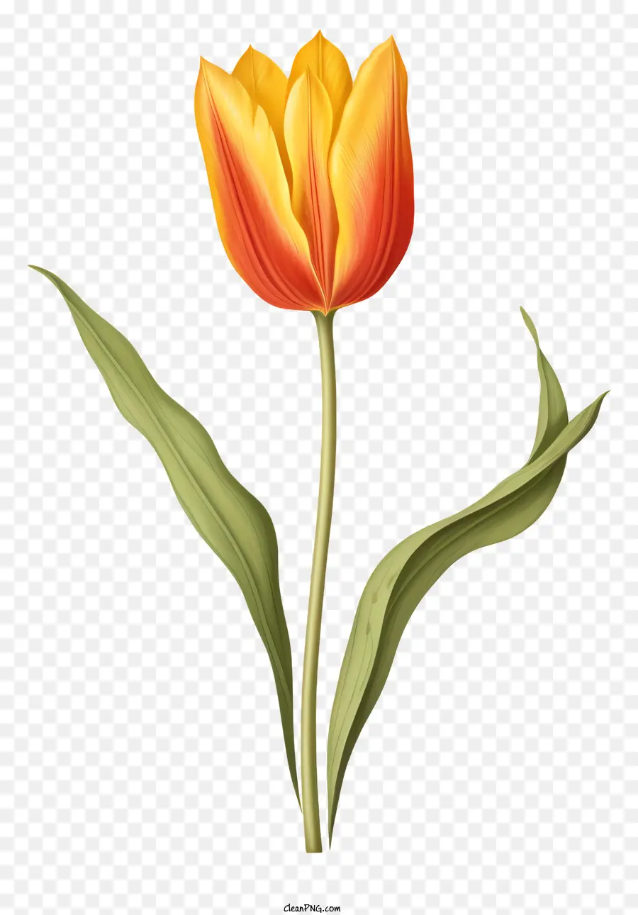 Vàng hoa tulip màu xanh lá cây màu cam sáng màu đỏ trung tâm màu đen nền đen - Hoa tulip màu vàng với cánh hoa màu cam trên nền đen