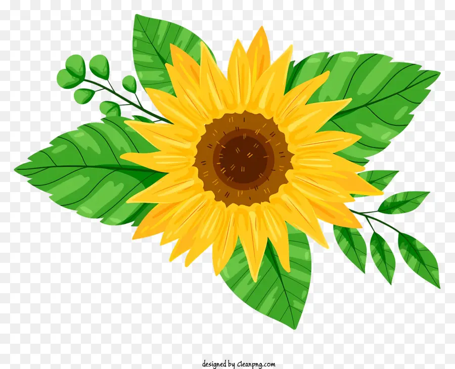 Sonnenblume - Helle gelbe Sonnenblume mit grünen Blättern auf schwarzem Hintergrund